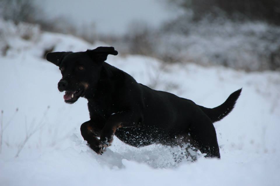 Schneepflughund