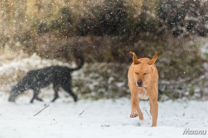 Schnee im Auge