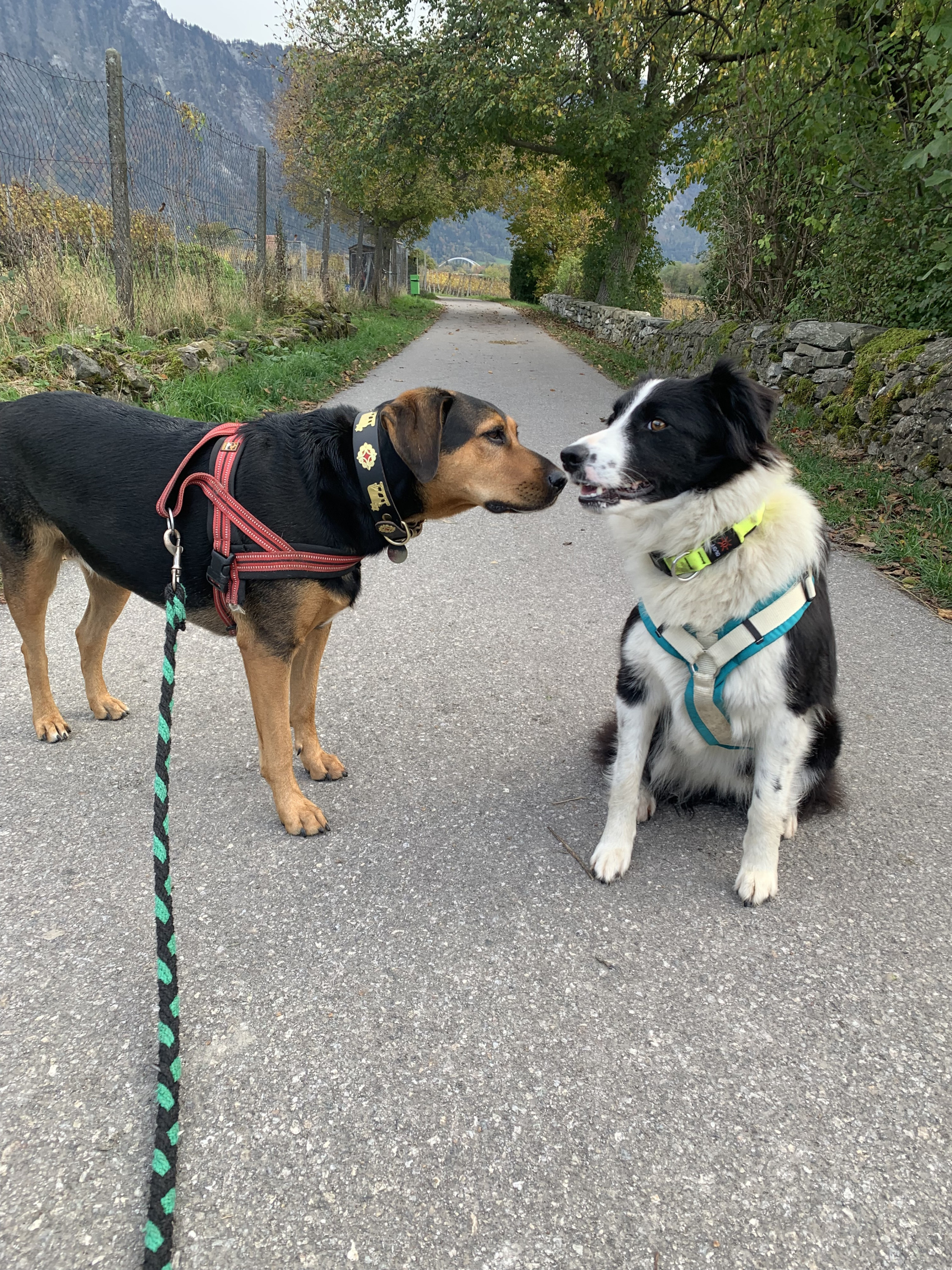 Ria und der Schwiegerhund