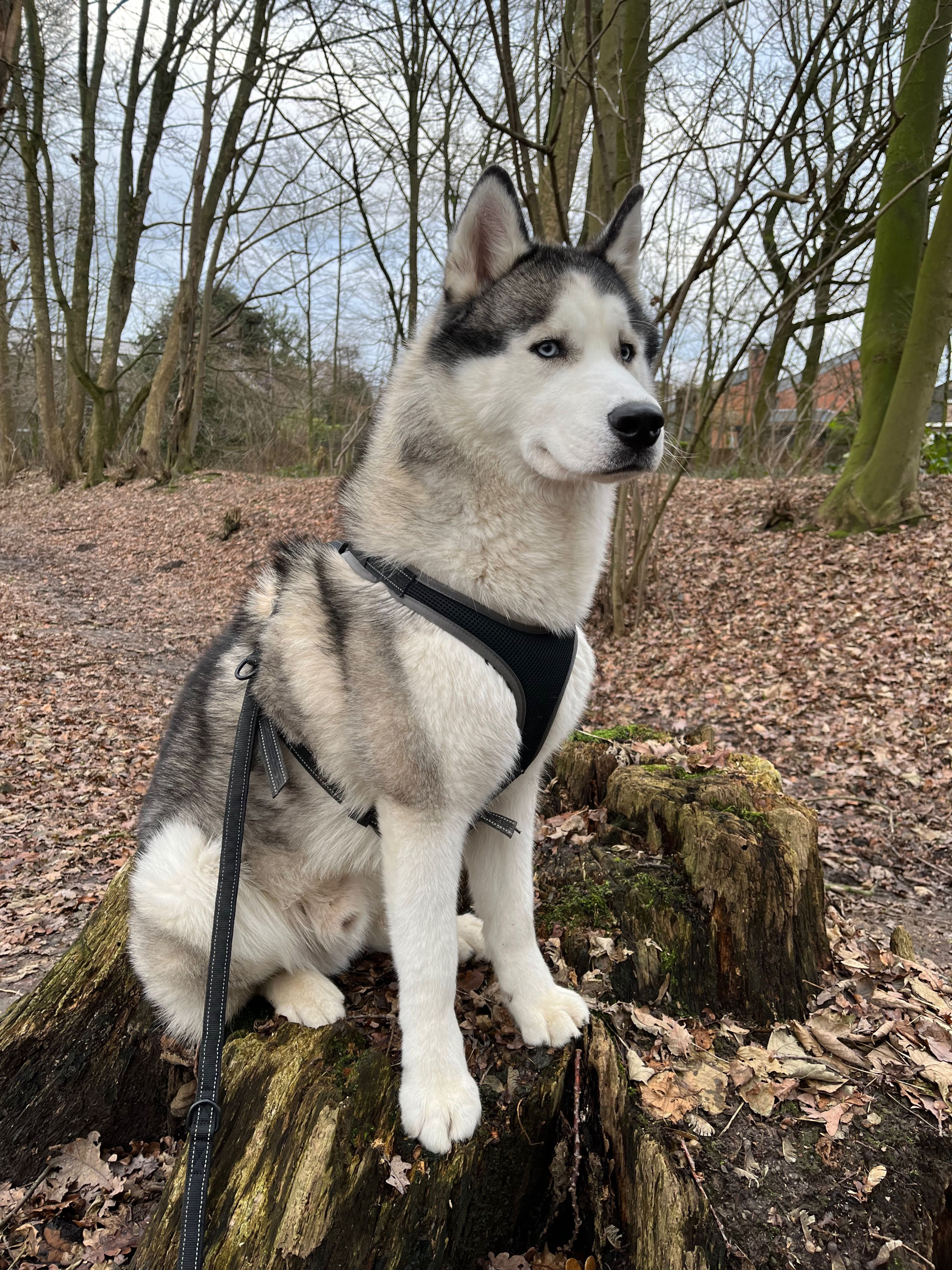 Pablo beim Waldspaziergang