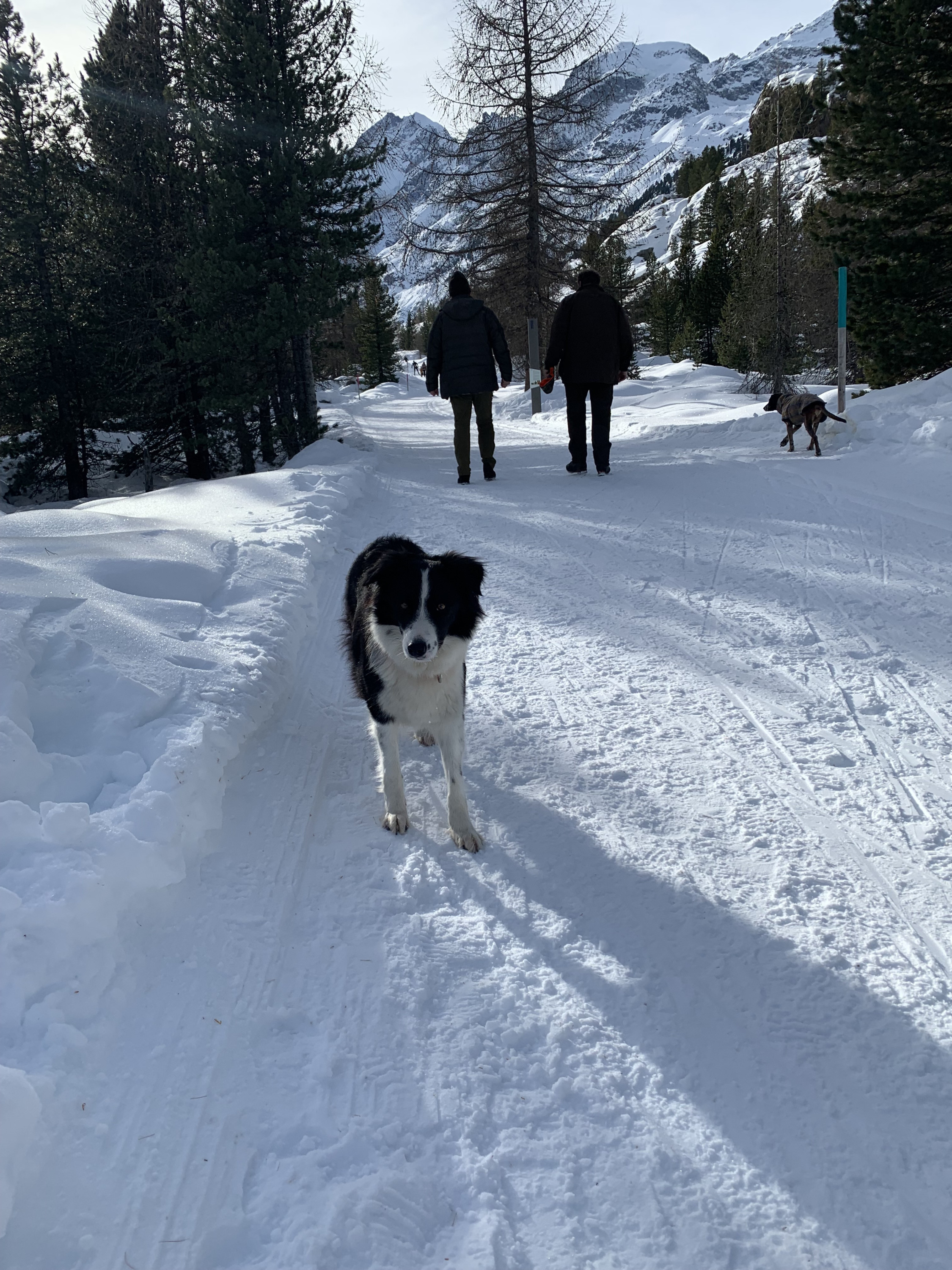 Auf dem Weg zum Morteratschgletscher