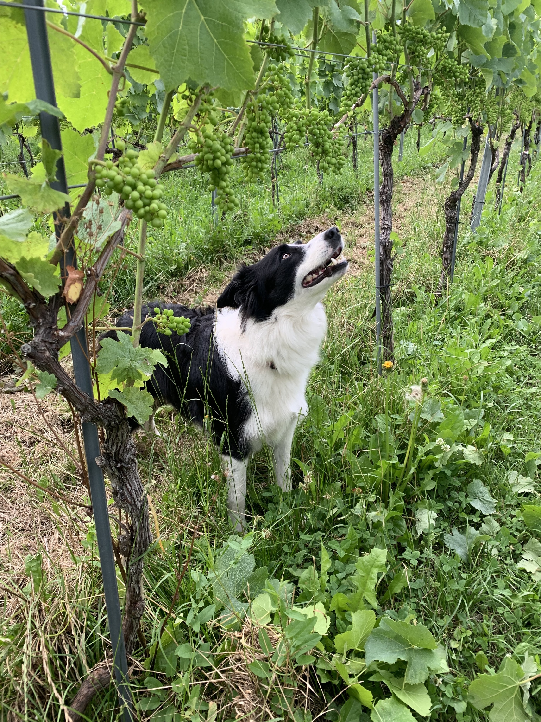 Es bewegt sich nicht, sicher schmeckt es auch nicht toll… keine Ahnung warum sie sich so für die grünen Trauben interessiert hat. Ich fand es trotzdem sehr süss. ❤️