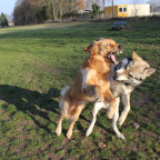 Askan und Mylo - Raufen!