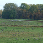 Tausende von Wildgänsen