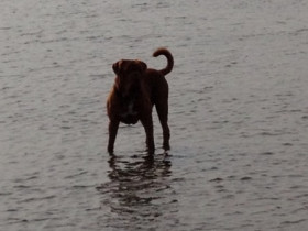 Bandit in der Nordsee