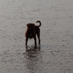 Bandit in der Nordsee