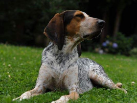 Bluetick Coonhound