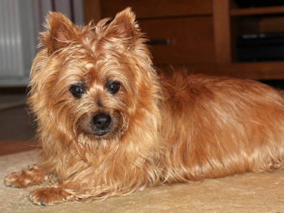 roter Australian Terrier