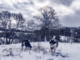 Hunde bei Schnee auf Weide