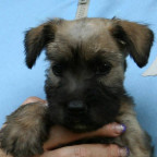 Jarvis - Irish soft coated wheaten Terrier