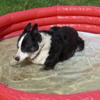 ... und im Sommer ein Bad im Pool.