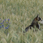 Oskar im Kornfeld