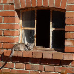 Katze genießt die Herbstsonne