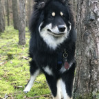 Wolf im Wald