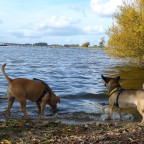 Am Hundestrand