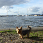 Am Hundestrand