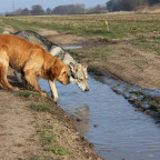 Askan und Mylo