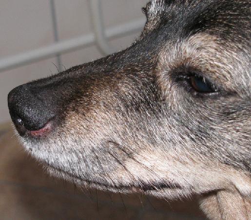 Wunde Nase o( Gesundheit DogForum.de das große Hundeforum